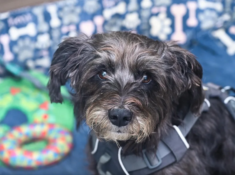 A senior medium-sized female Terrier dog named Marley Poppins for adoption in Chattanooga, TN