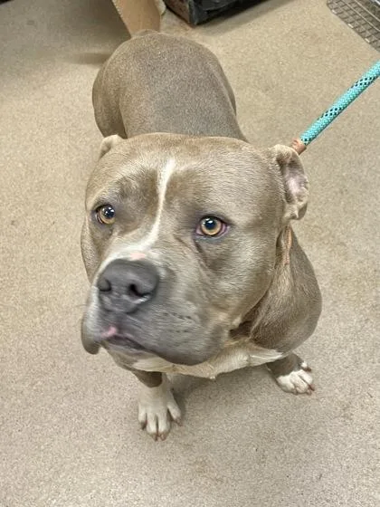 An adult large-sized male Mixed Breed dog named Othello for adoption in Chamblee, GA
