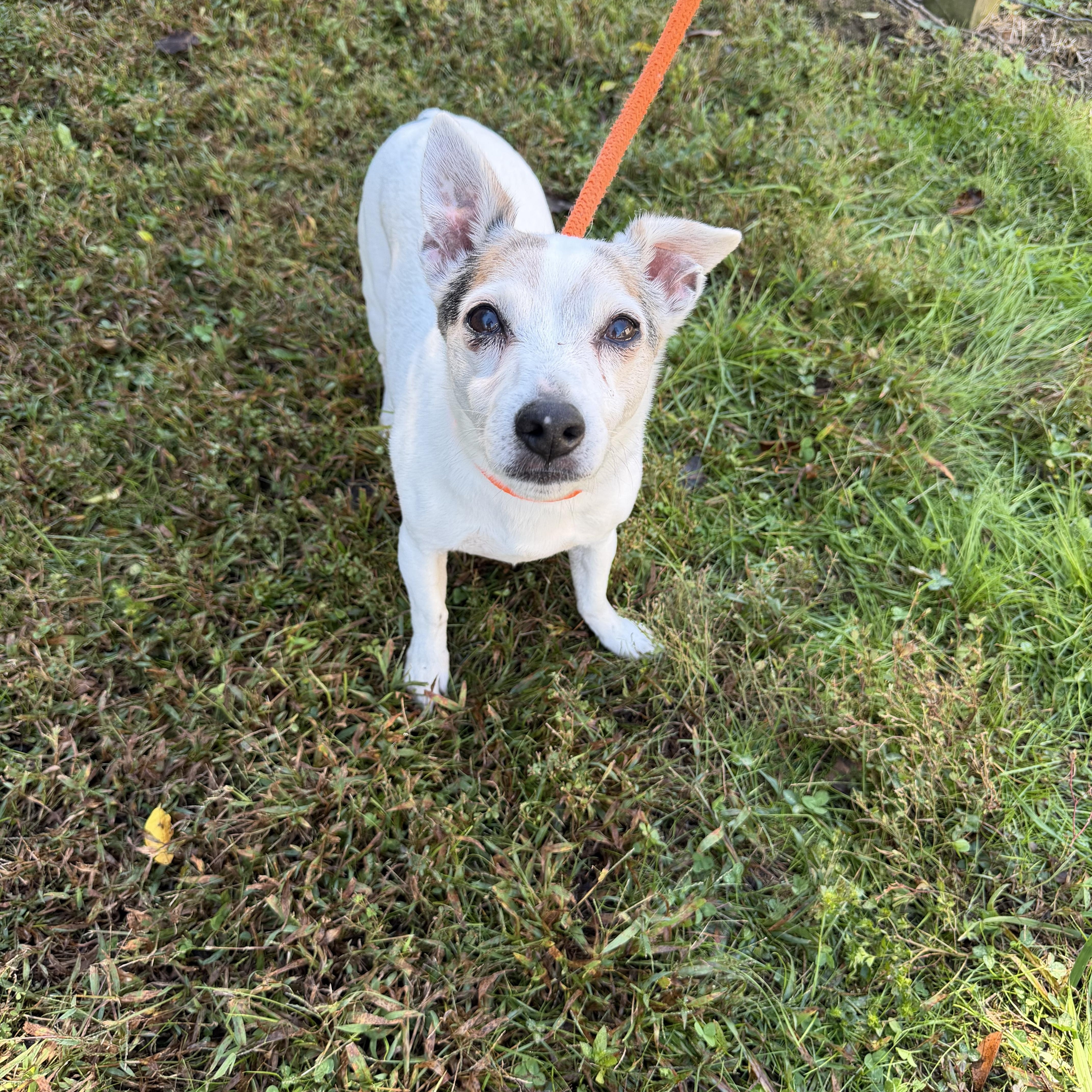 An adult small-sized male White / Cream Jack Russell Terrier dog named Leroy for adoption in Maynardville, TN