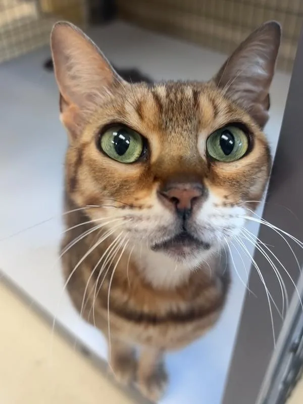 An adult medium-sized female Brown / Chocolate Bengal cat named Shotzi for adoption in Kalamazoo, MI