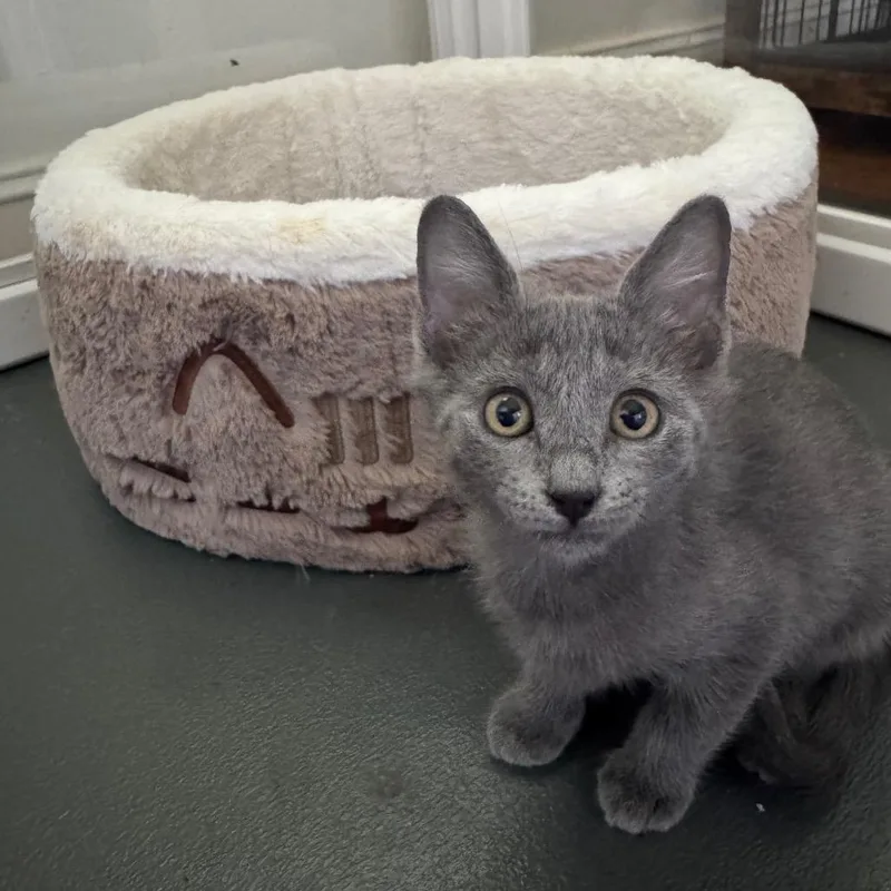 A baby medium-sized male Gray / Blue / Silver Domestic Short Hair cat named Mobius for adoption in Lauderhill, FL