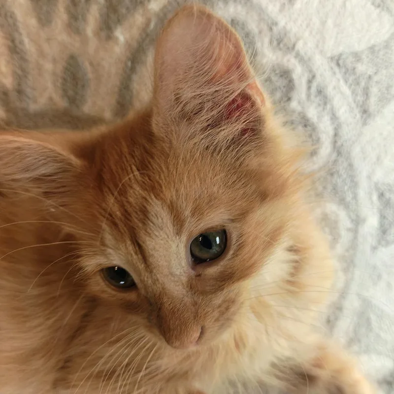 A baby small-sized female Orange / Red Domestic Medium Hair cat named Andi C for adoption in Princeton, MN