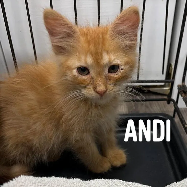Andi C thumbnail 3