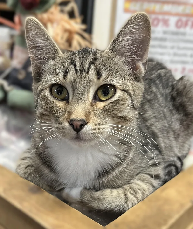 A young medium-sized male Domestic Short Hair cat named Ollie for adoption in Shingletown, CA