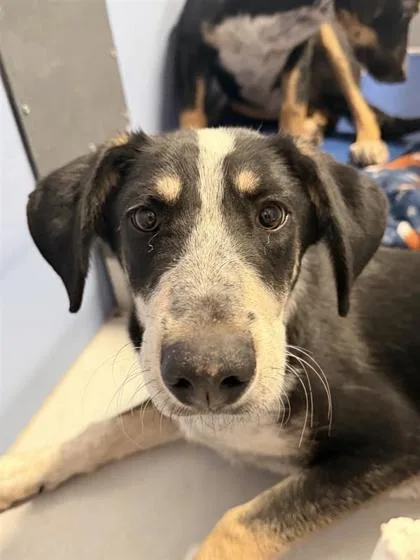A young large-sized female Black German Shepherd Dog dog named Berry for adoption in El Paso, TX