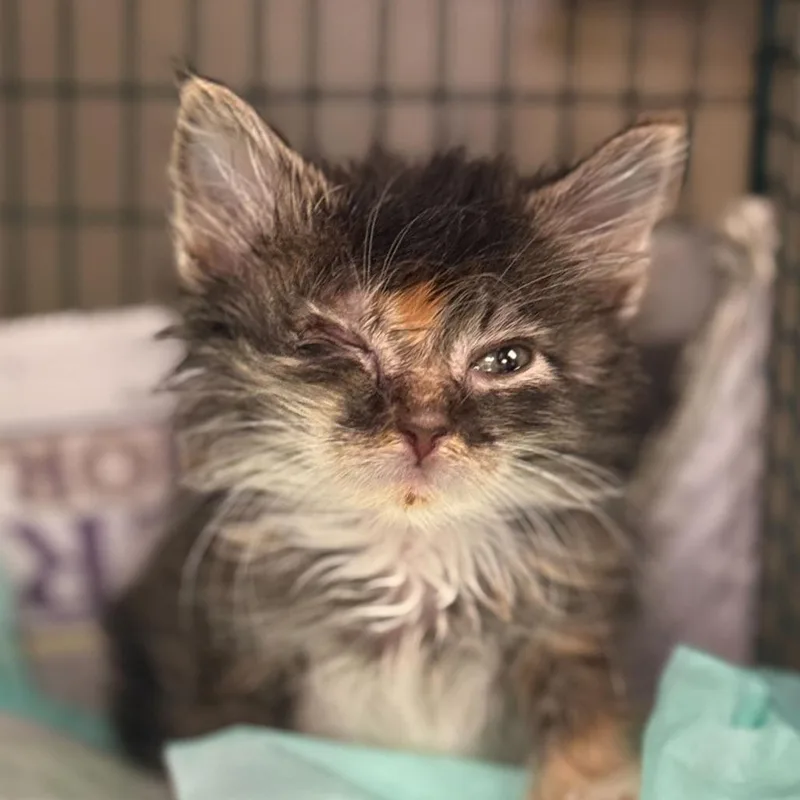 A baby small-sized female Calico Domestic Medium Hair cat named Davina The Magical Cheese for adoption in San Antonio, TX