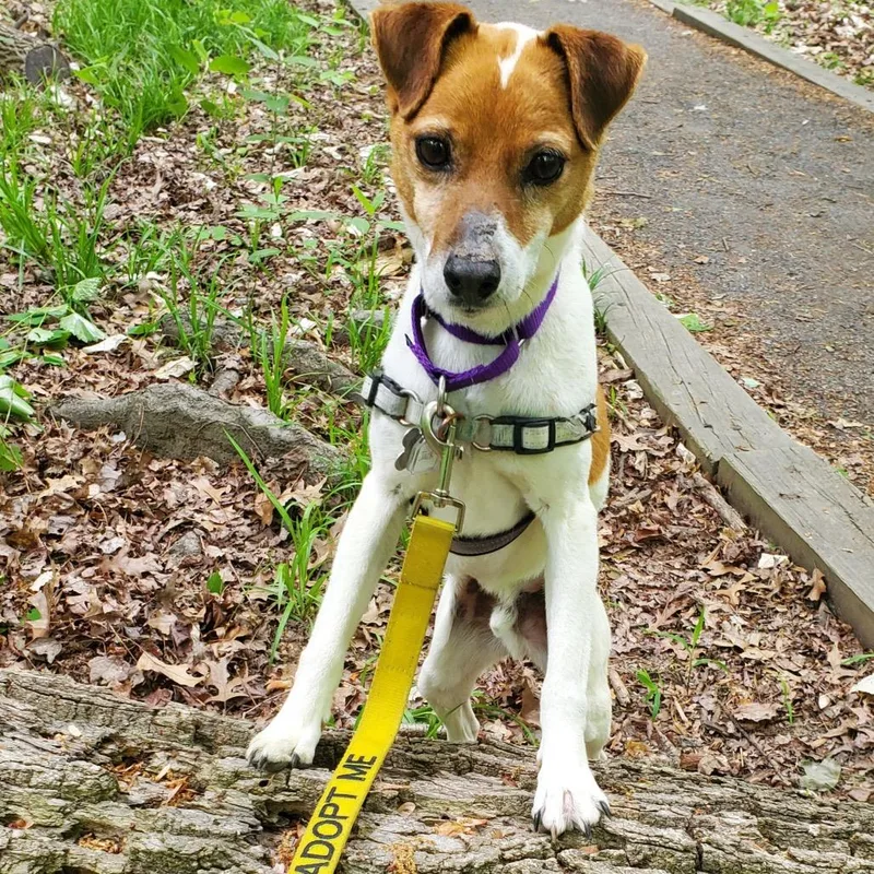A senior small-sized male Brown / Chocolate Jack Russell Terrier dog named Jack for adoption in Falls Church, VA