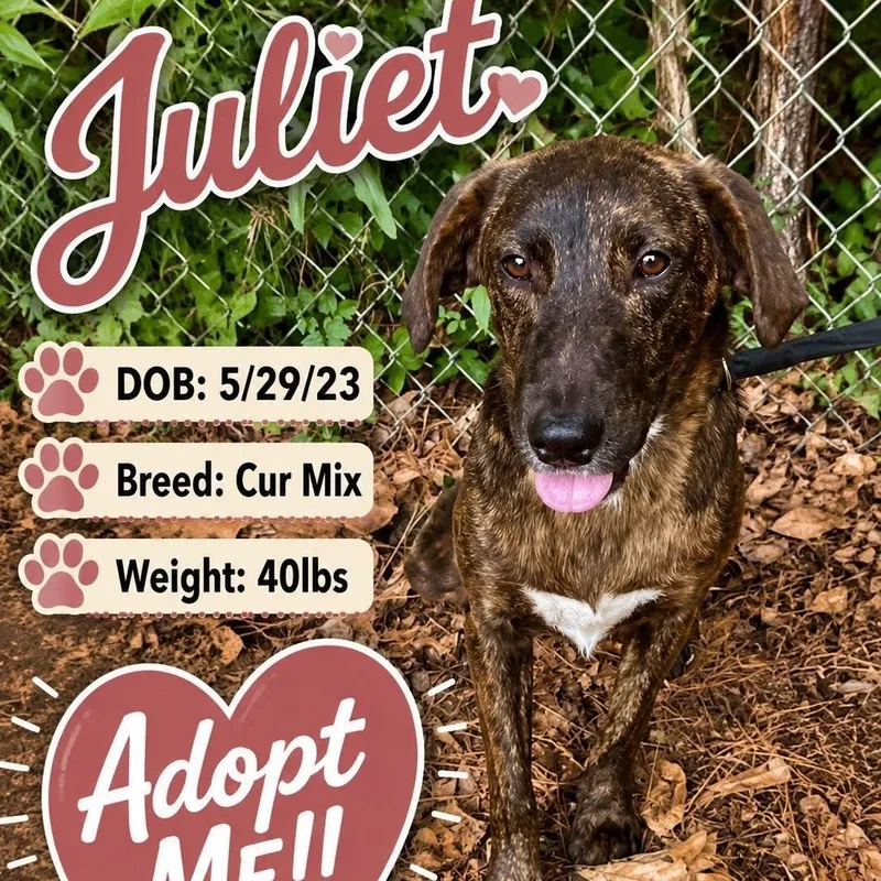 An adult medium-sized female Brindle Catahoula Leopard Dog dog named Juliet for adoption in Winnfield, LA