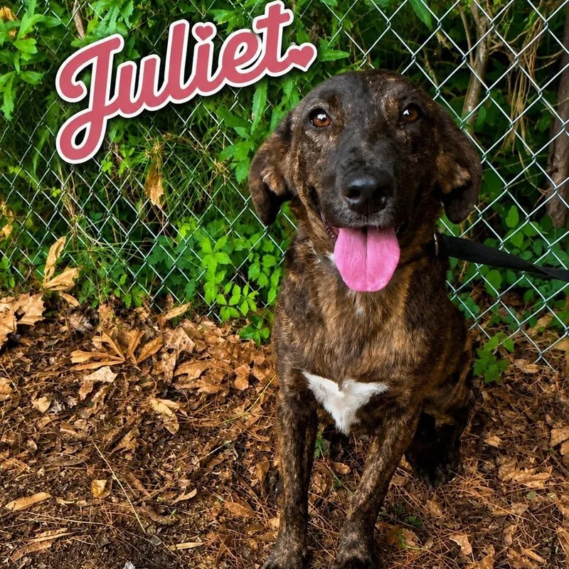 Juliet thumbnail 2