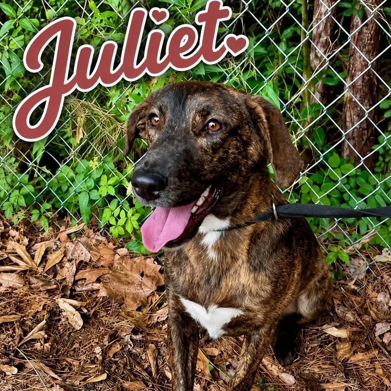 Juliet thumbnail 3