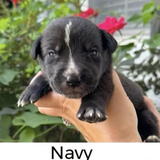 Navy