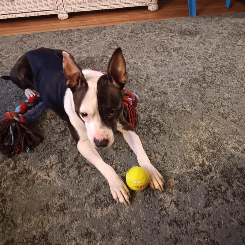 Nala Bonita thumbnail 3