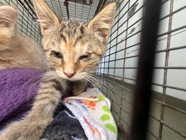 A baby small-sized female Domestic Short Hair cat named Keely for adoption in San Luis Obispo, CA