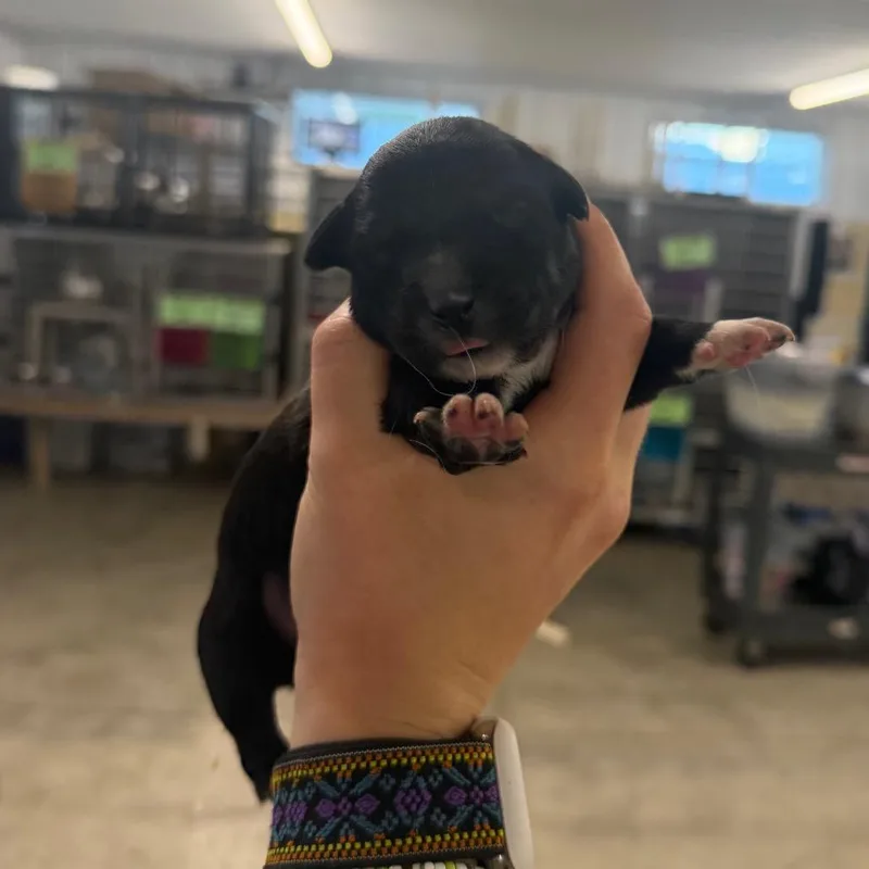 A baby medium-sized male Black Mixed Breed dog named Johnny Paycheck for adoption in Spanish Fork, UT