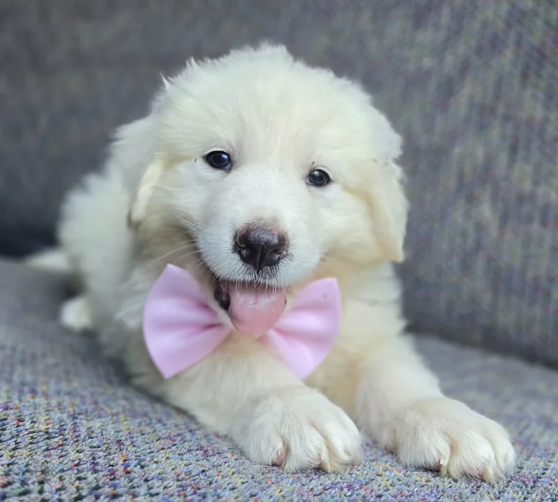 A baby large-sized female Great Pyrenees dog named Sable for adoption in Gilbert, SC