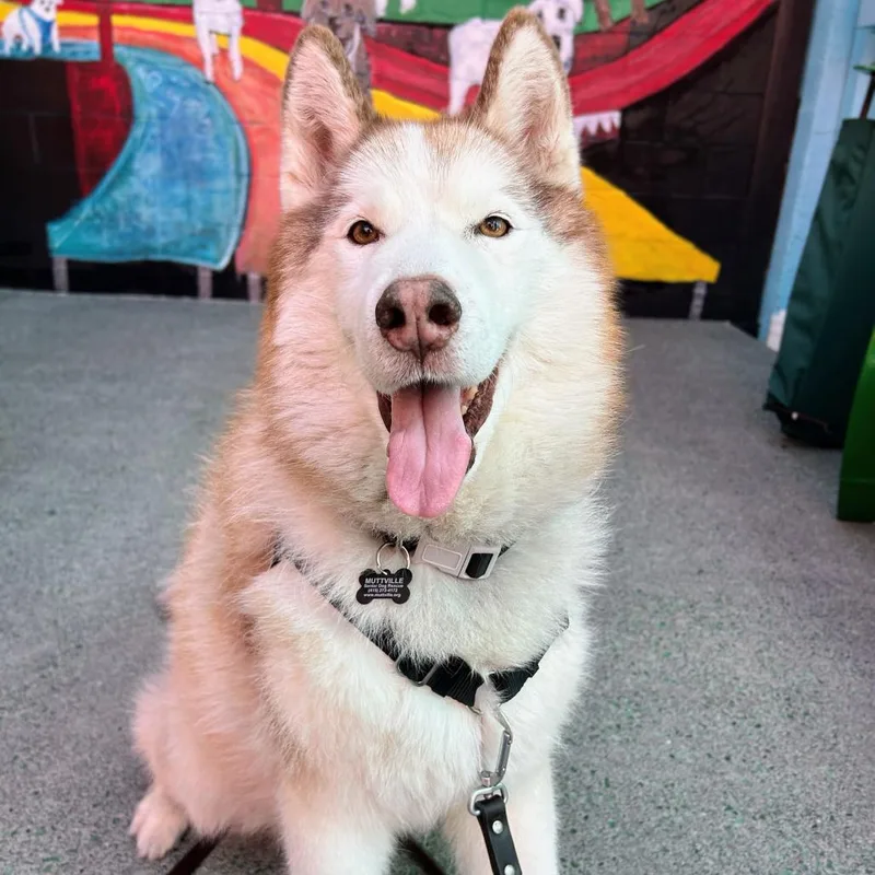 A senior medium-sized male Alaskan Malamute dog named Simba for adoption in San Francisco, CA