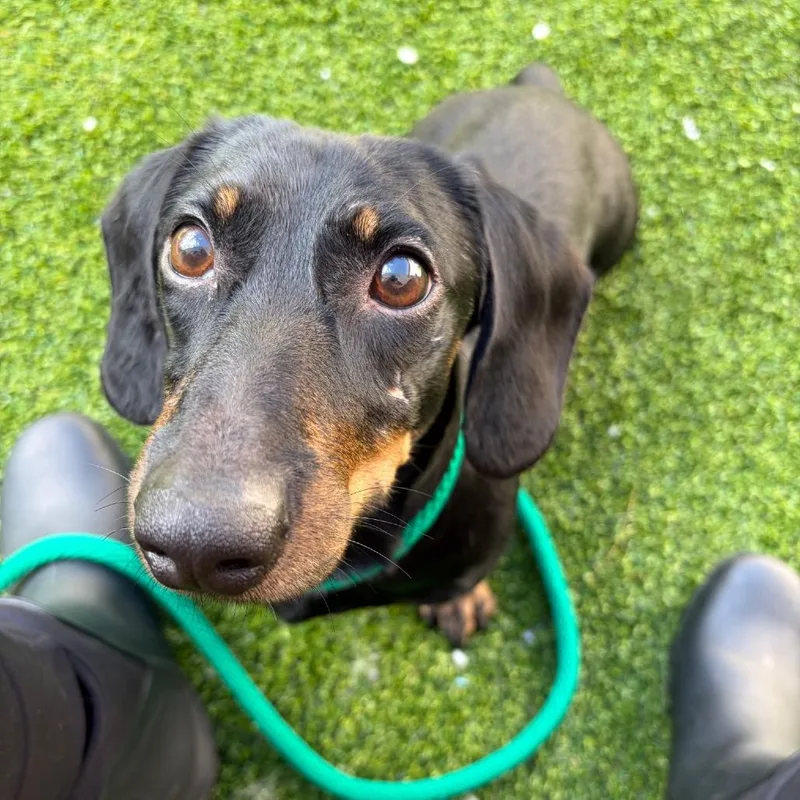 An adult small-sized male Black Dachshund dog named Mafias for adoption in Bedford, NH