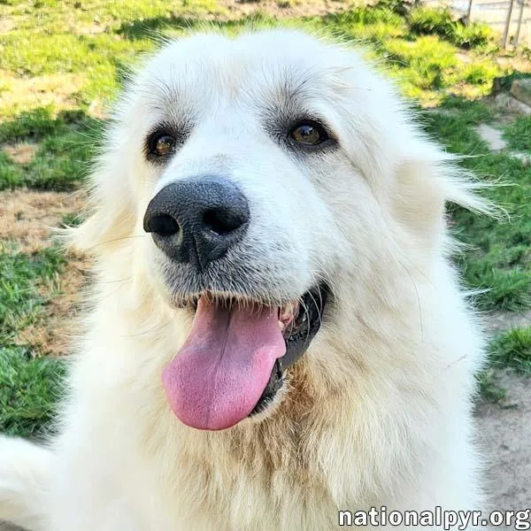 A young large-sized female White / Cream Great Pyrenees dog named Marley in KY for adoption in Beacon, NY