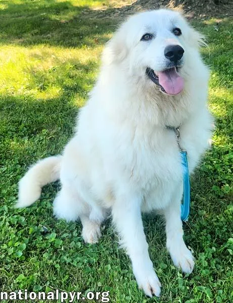 Marley in KY  thumbnail 2