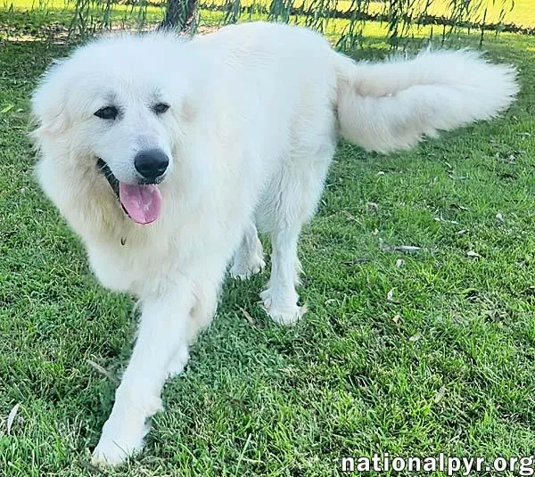 Marley in KY  thumbnail 3