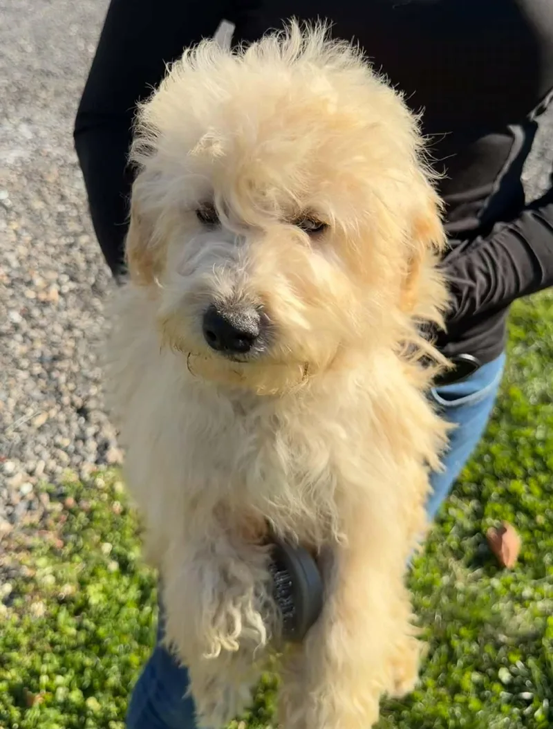 A baby small-sized male Maltese dog named Arnie for adoption in Havertown, PA