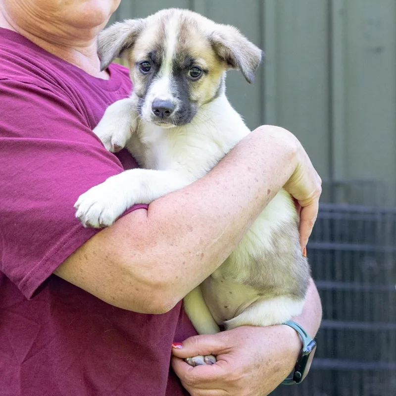 A baby medium-sized female White / Cream Saint Bernard dog named Twisteravail for adoption in West Grove, PA