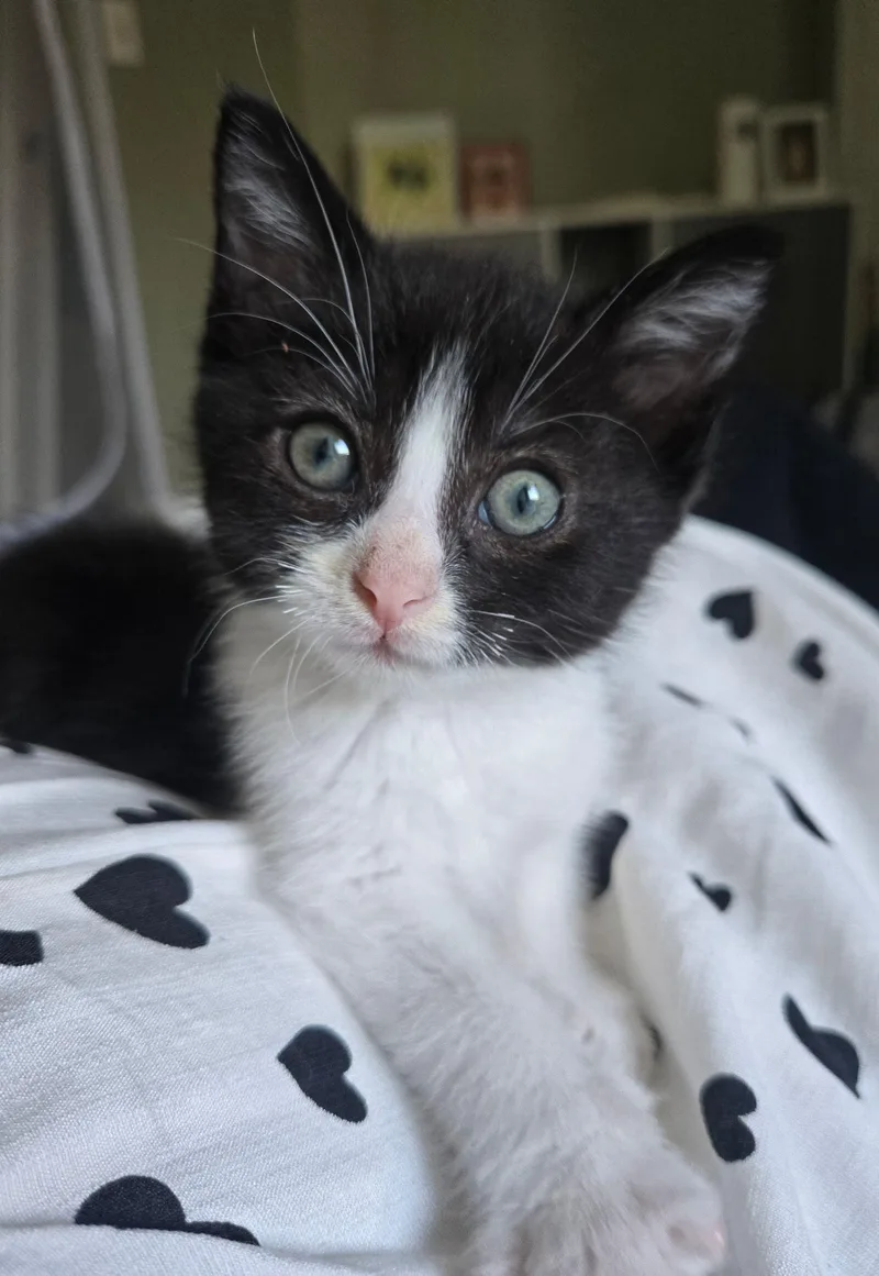 A baby medium-sized male Black & White / Tuxedo Domestic Short Hair cat named Quest for adoption in Seal Beach, CA