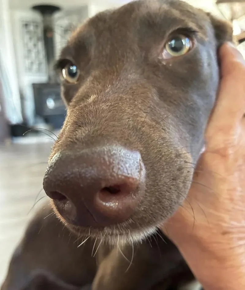 Puppy Applejack thumbnail 2