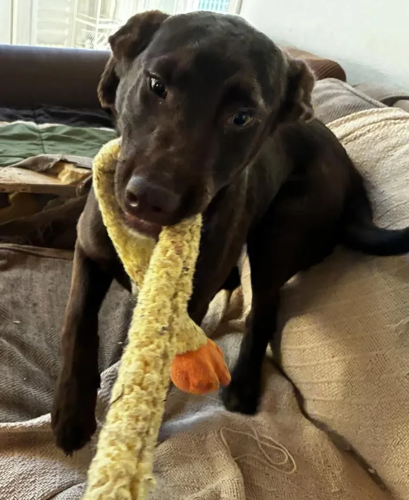 Puppy Applejack thumbnail 3