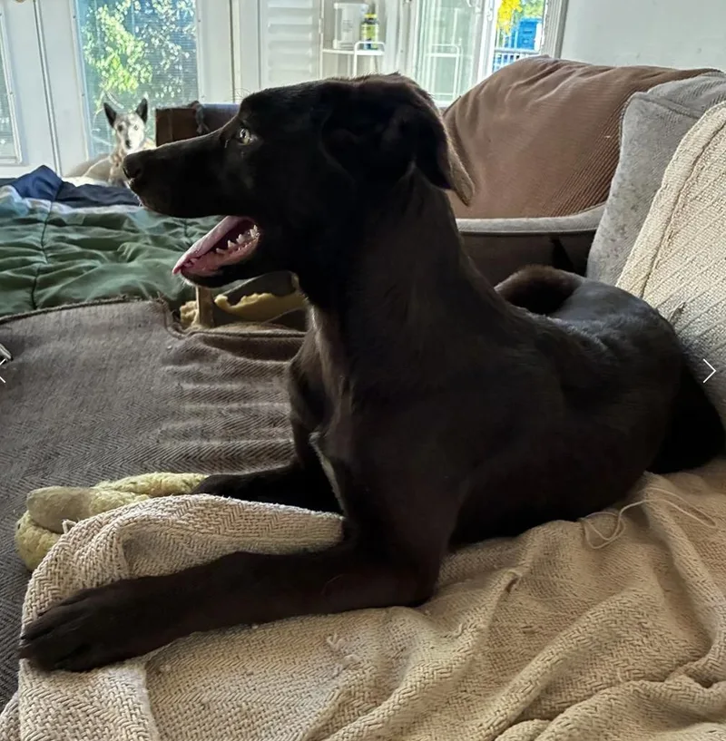 Puppy Applejack thumbnail 5