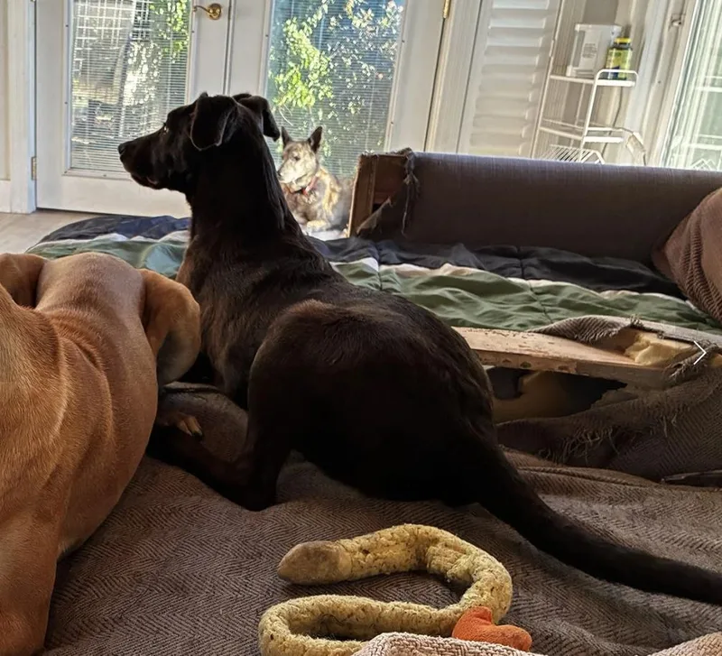 Puppy Applejack thumbnail 6