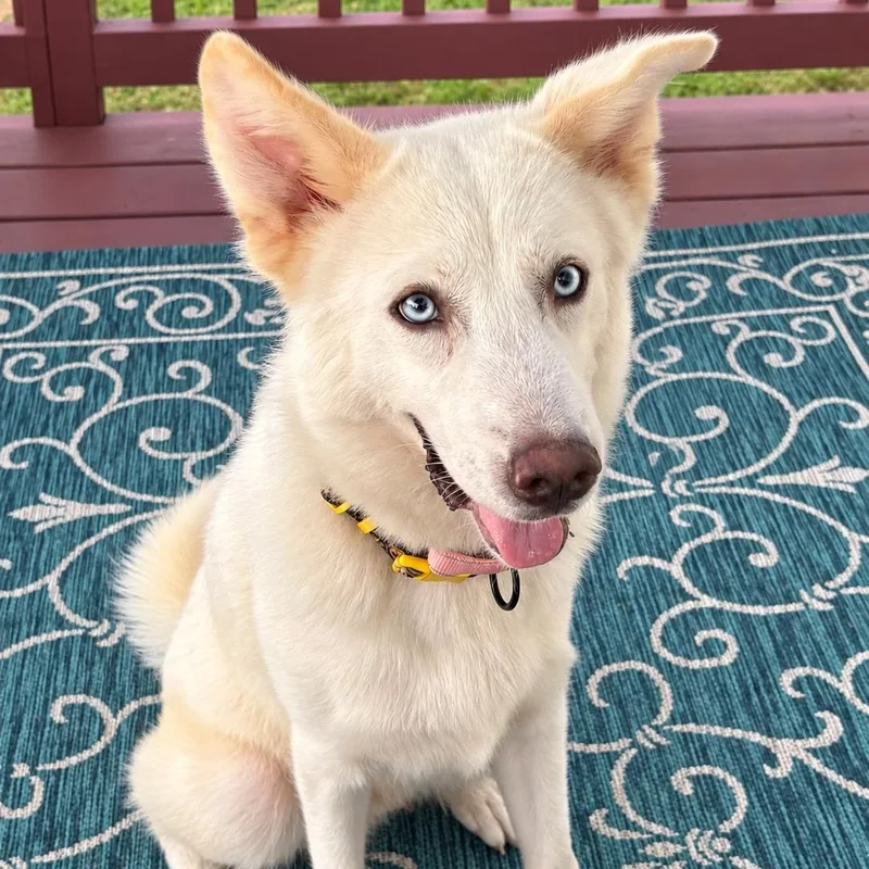 A young medium-sized male Husky dog named Duke for adoption in Houston, TX