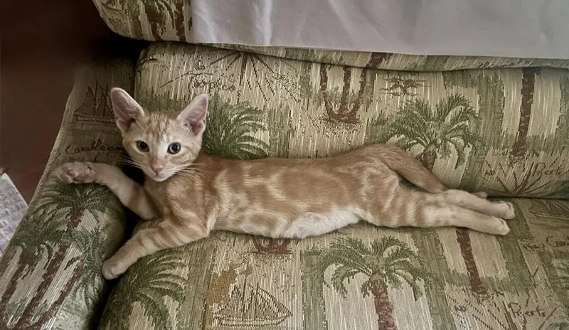 A baby small-sized male Tabby (Orange / Red) Domestic Short Hair cat named Lyric for adoption in Wellington, FL