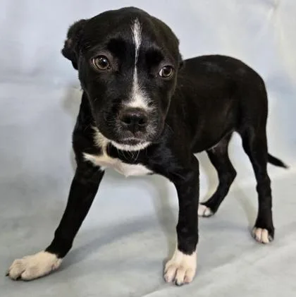 A baby medium-sized male Boston Terrier dog named Jesse for adoption in Morton Grove, IL