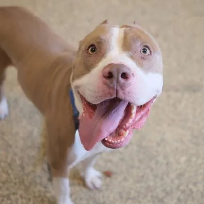 An adult large-sized male Mixed Breed dog named Guapo for adoption in Merriam, KS