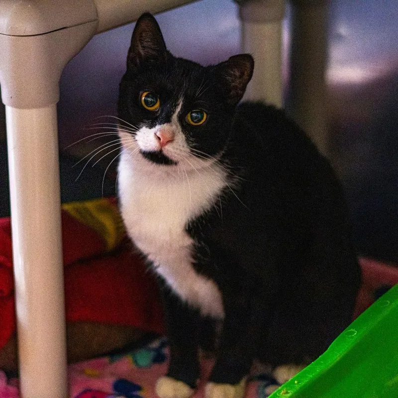 An adult large-sized female Black Domestic Short Hair cat named Lilac for adoption in Wilmington, DE