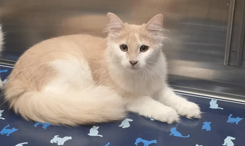 A young medium-sized female Buff & White Domestic Long Hair cat named Toggle for adoption in Mission Viejo, CA