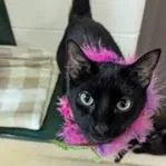 An adult medium-sized female Black Domestic Short Hair cat named Mariah Catrey for adoption in Indianapolis, IN