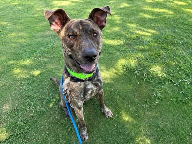 An adult medium-sized male Pit Bull Terrier dog named Jammy for adoption in Tucson, AZ