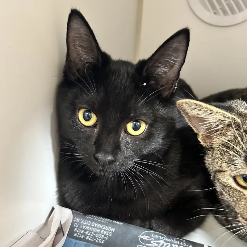 A baby medium-sized male Domestic Short Hair cat named Thor for adoption in Newport, NC