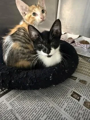 An adult small-sized female Domestic Short Hair cat named Tiddlywinks for adoption in Shreveport, LA
