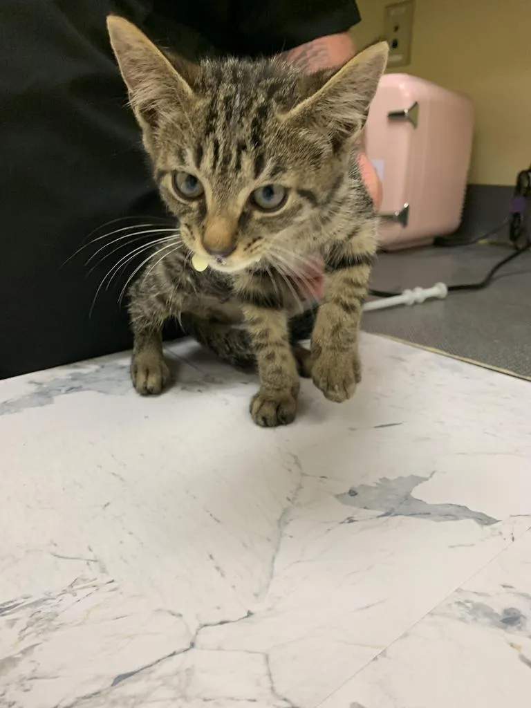 A baby medium-sized male Domestic Short Hair cat named Ridge for adoption in Florence, SC