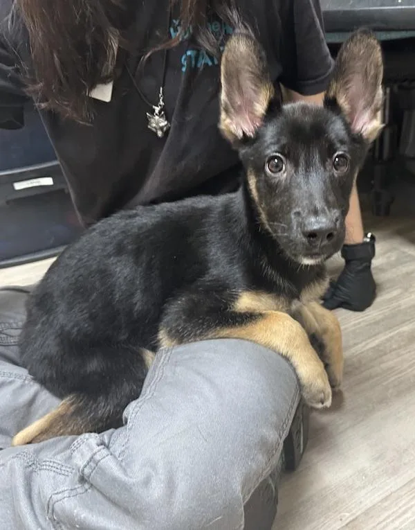 A baby medium-sized female German Shepherd Dog dog named Oyster for adoption in Oceanside, CA