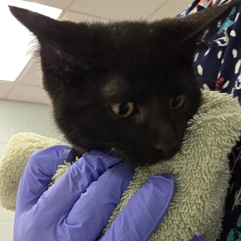 A baby small-sized male Black Domestic Short Hair cat named Chi Chi for adoption in Chattanooga, TN