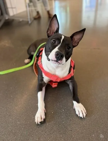 An adult medium-sized female Mixed Breed dog named Iris for adoption in New Orleans, LA