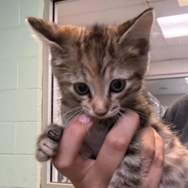 A baby small-sized female Domestic Short Hair cat named Ami for adoption in Jacksonville, AR