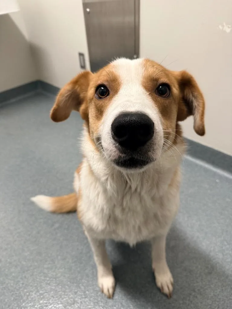 An adult large-sized male Mixed Breed dog named Parker for adoption in Sapulpa, OK