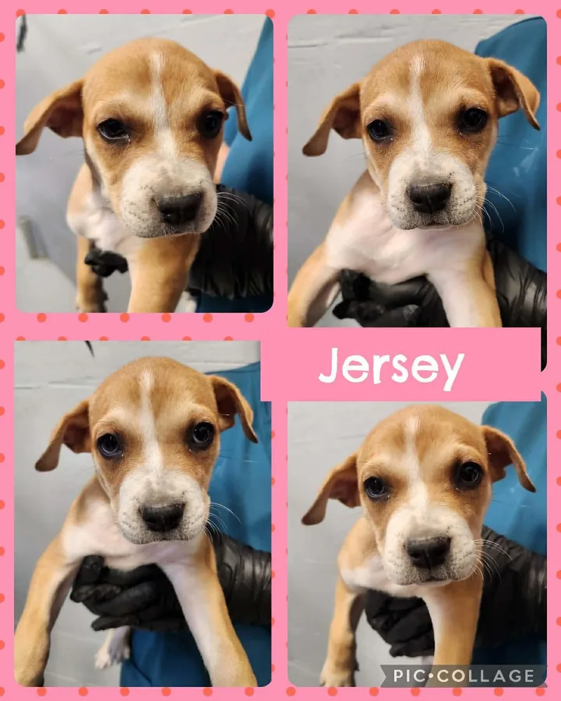 A baby medium-sized female Golden Labrador Retriever dog named Jersey for adoption in Ringwood, NJ