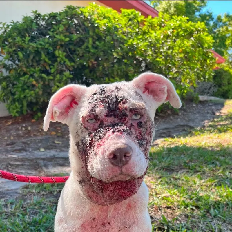 A baby small-sized female White / Cream Mixed Breed dog named Hope for adoption in Tampa, FL