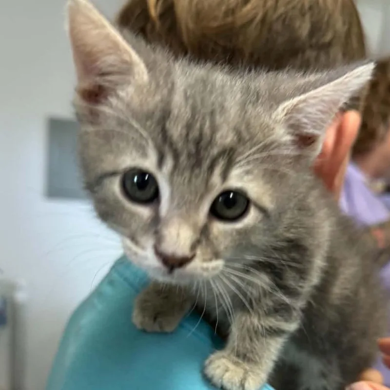A baby small-sized female Gray / Blue / Silver Domestic Short Hair cat named Apple Jack for adoption in Stephenville, TX